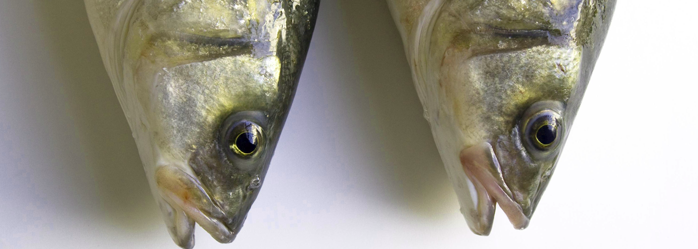 gilt-head-sea-bream-foods-and-wines-from-spain